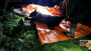 Black bear asleep on tarp.