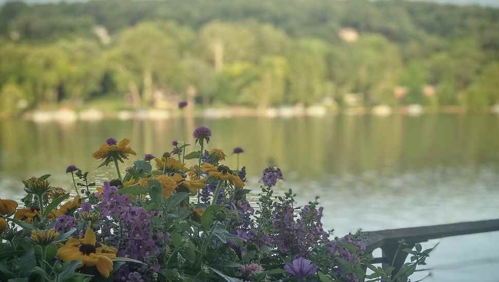 flowers by a river