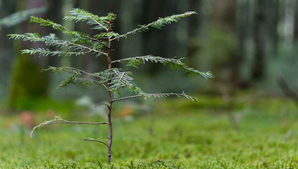 little tree