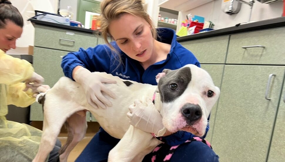 Be a Pal to Hal: Emaciated Dog Found Tied to Tree Is Now Adoptable at Main Line Animal Rescue