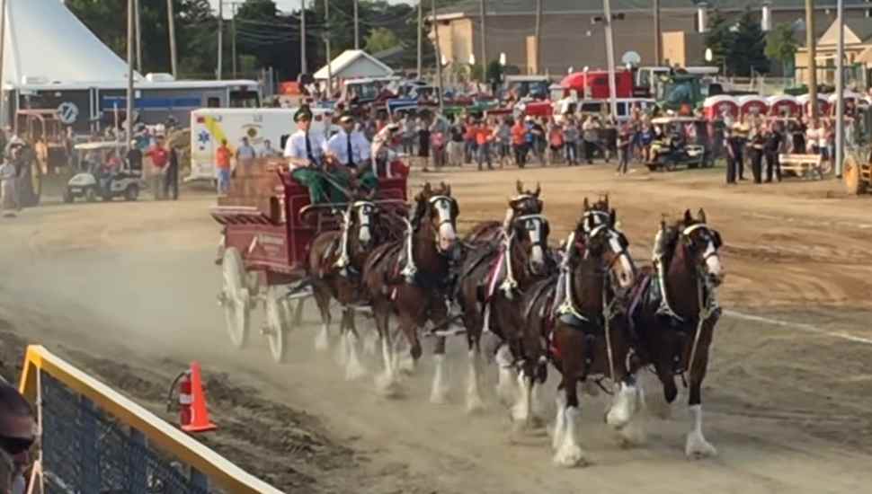 team of horses