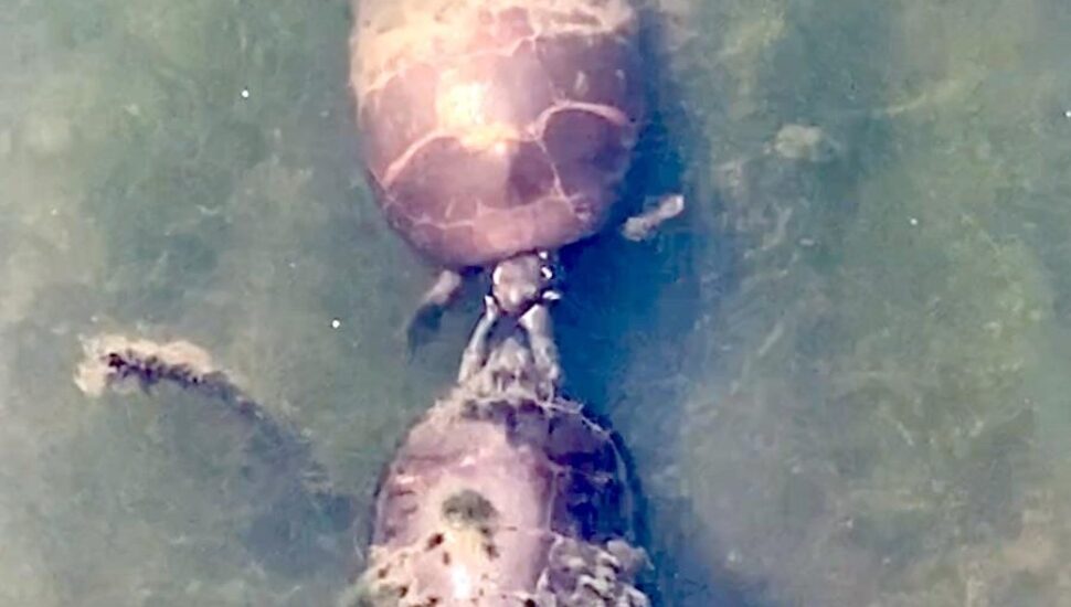 One turtle gives a friendly slap to another at the John Heinz Wildlife Refuge.