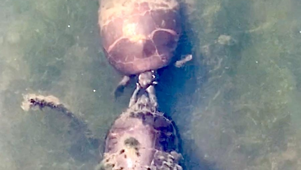 One turtle gives a friendly slap to another at the John Heinz Wildlife Refuge.