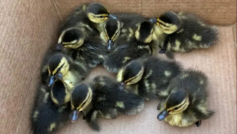 ducklings rescued by Keystone Valley Fire Department