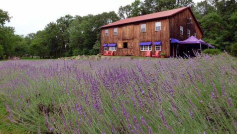 barn in field of purple flowers