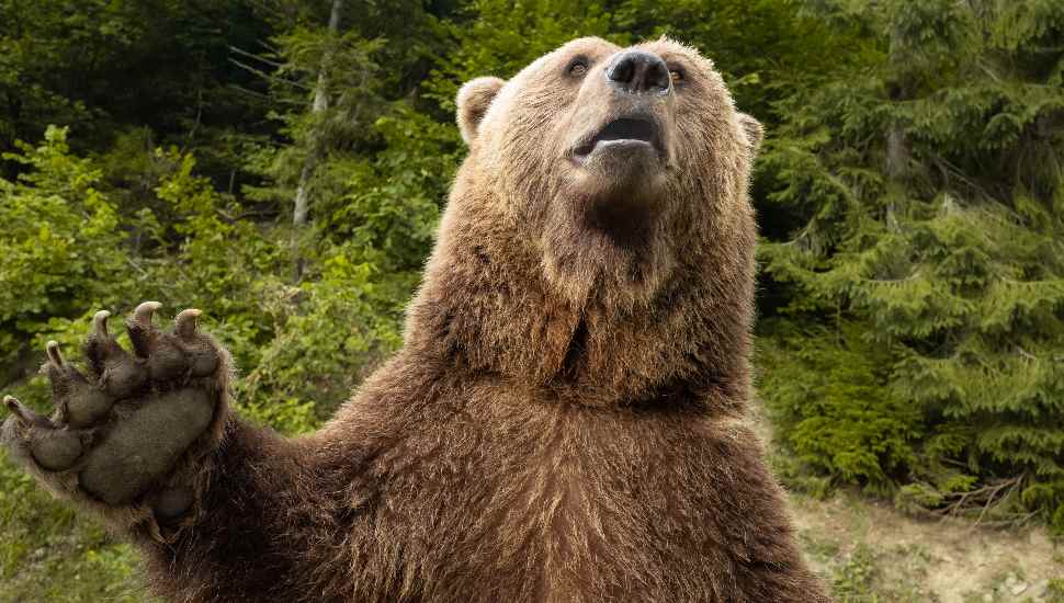 bear raising paw