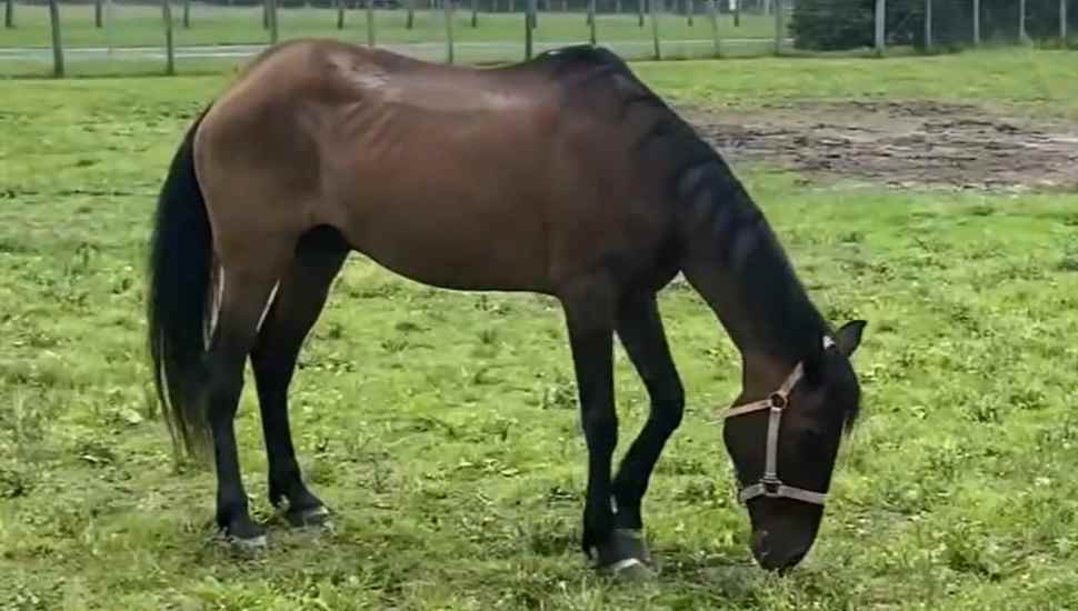 brown horse