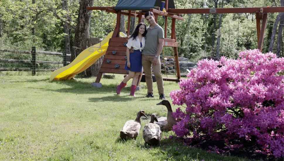 ducks in a yard