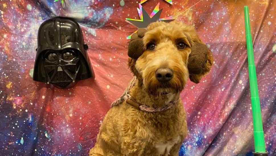 Doylestown Boarding Facility Holds Out-of-This-World ‘Star Wars’ Pet Prom