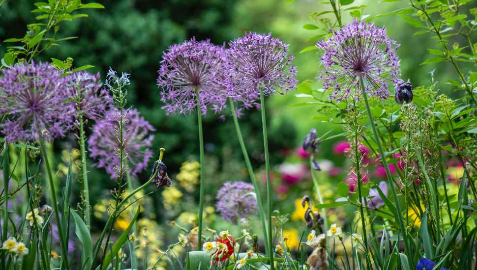 wildflowers