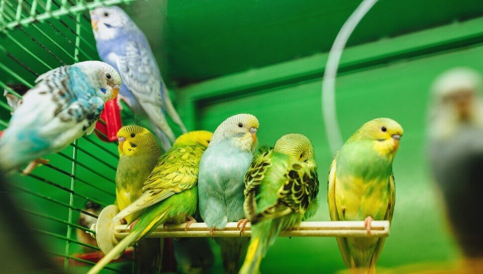 Bird Store