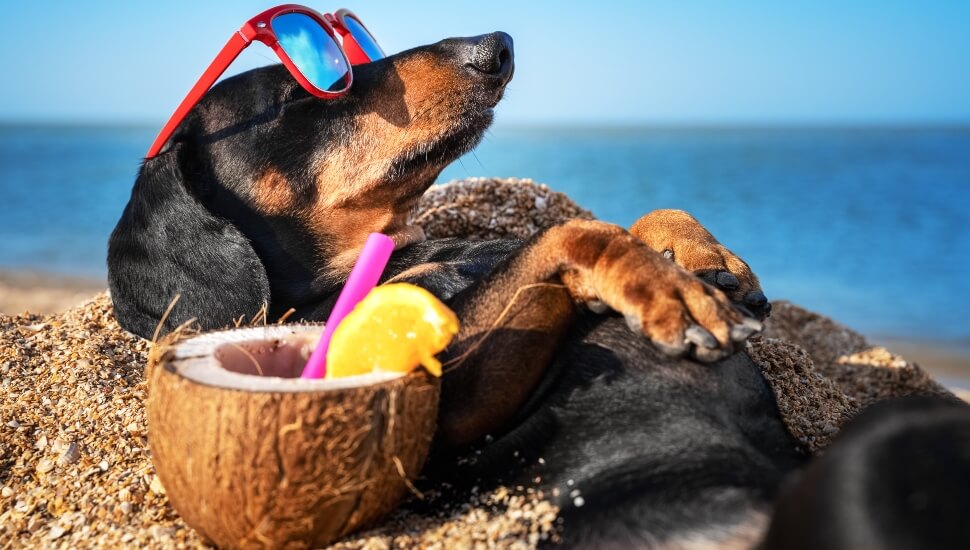 Vacationing Puppy
