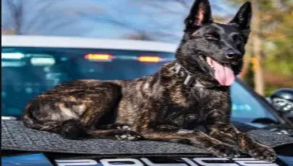Warrington Township Police Department K9 Captures Fourth Suspect of the Summer