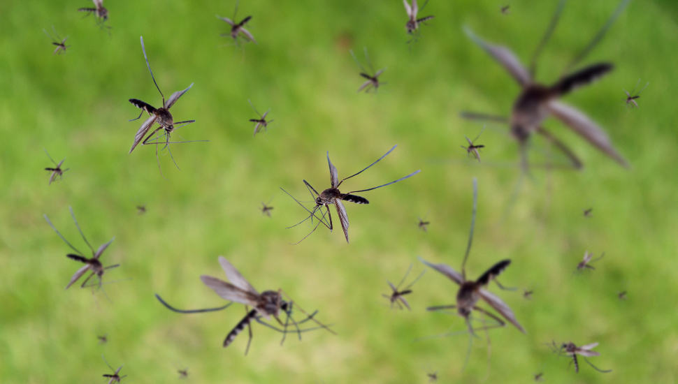 Bucks County Health Department Continues to Spray for Mosquitoes. Read to Learn Where