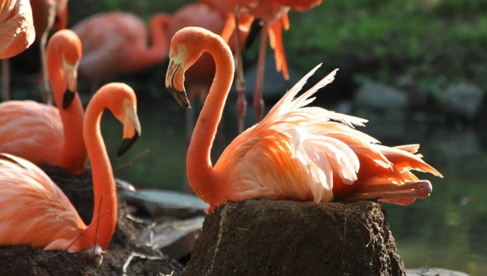 Caribbean flamingos are just one of the bird species you will see again at the Philadelphia Zoo.