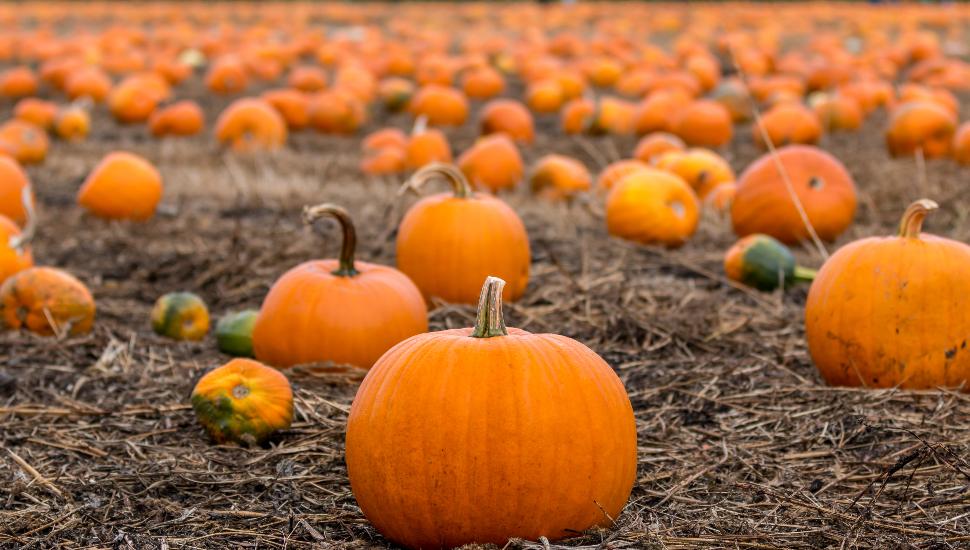 Here Are All the Bucks County Farms Where You Can Pick Your Own Pumpkins this Fall
