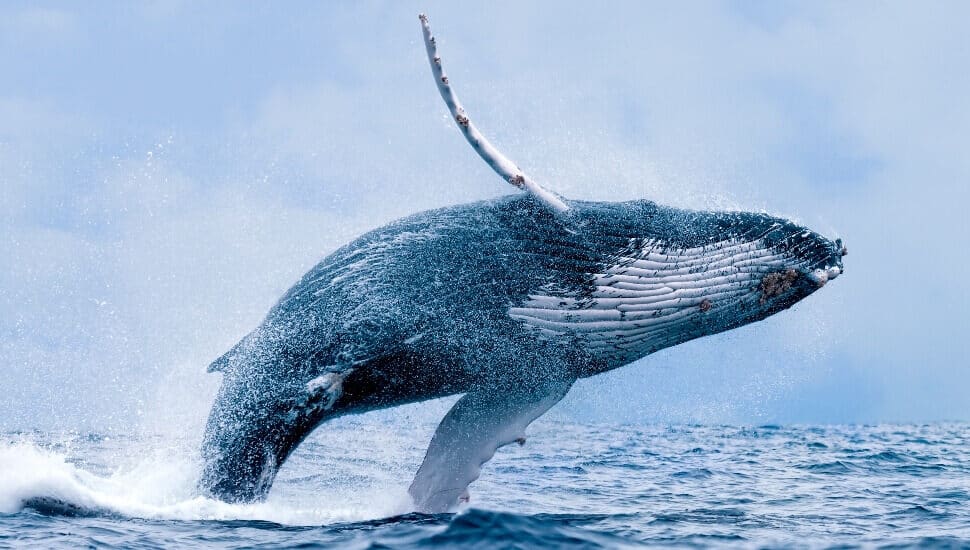 Whale breaching the waves