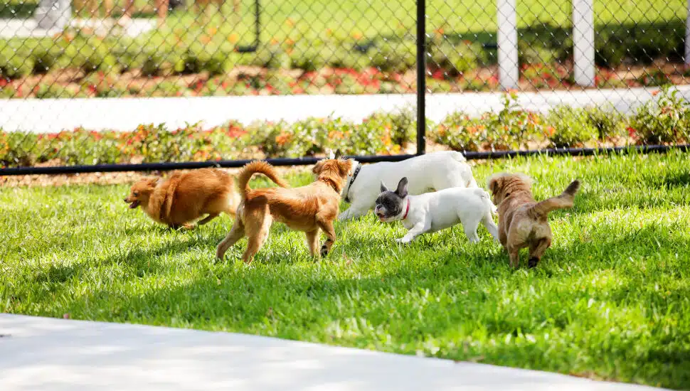These Bucks County Dog Parks Have Been Listed as Some of the Best Canine Destinations in the Philly Area