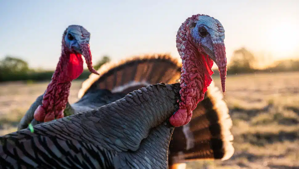 Despite Inflation Costs, Silverdale-Based Farm Sees Strong Turkey Demand for Thanksgiving