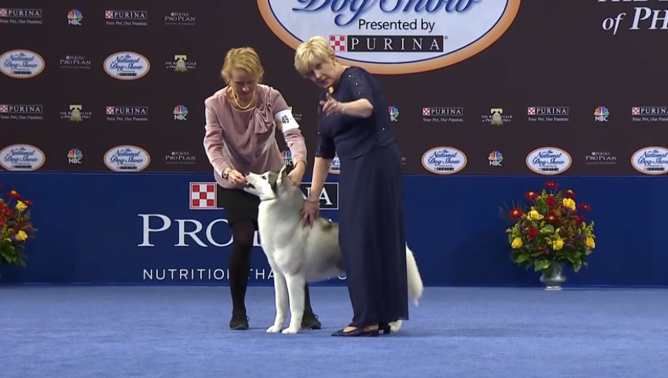 two women with a husky