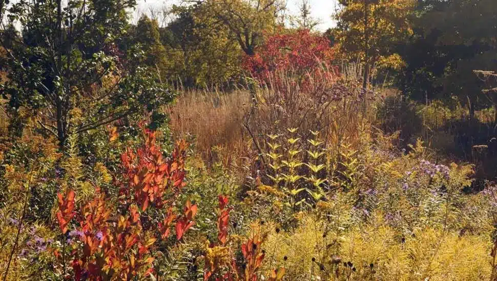 Bucks County Author, Gardening Enthusiast Shows Off Her Plentiful Garden
