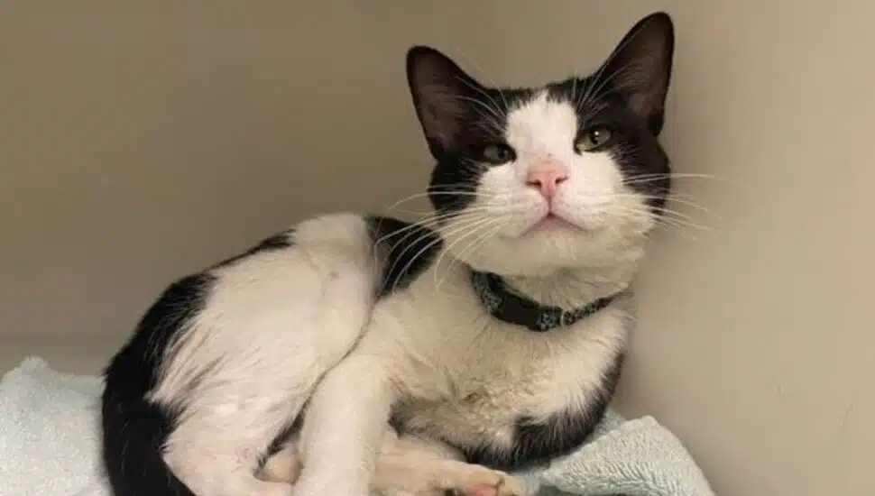 Dozens of Cats Saved by Bucks County SPCA in Animal Hoarding Case in Perkasie