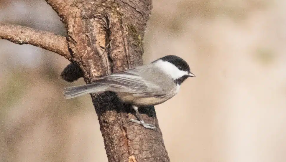 A bird on a branch