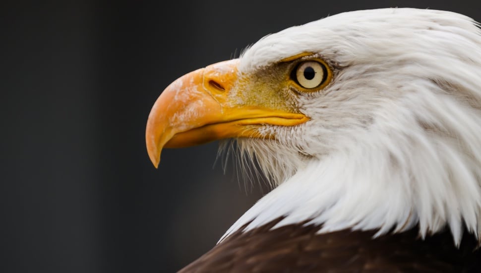 national bird