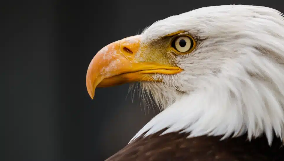 national bird