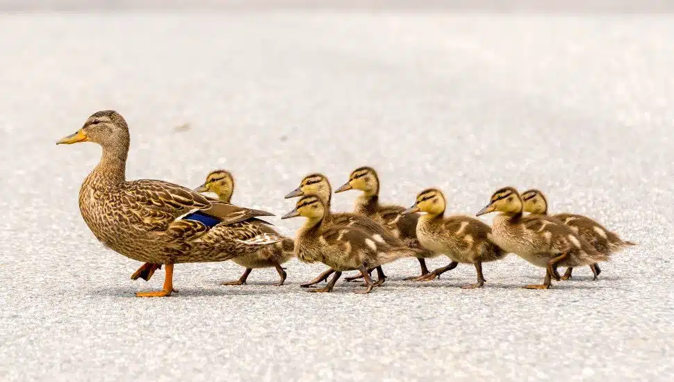Pennsylvania Game Commission to Improve Bucks County Wetlands for Duck Population