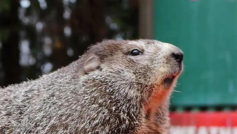 Phil Has Spoken! Pennsylvania’s Famous Groundhog Sees His Shadow, Predicts Six More Weeks of Winter