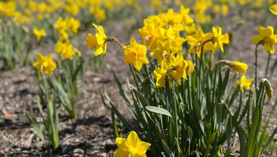 Bucks County Nonprofit Celebrates 1.6 Million Daffodils Planted Over the Past 13 Years