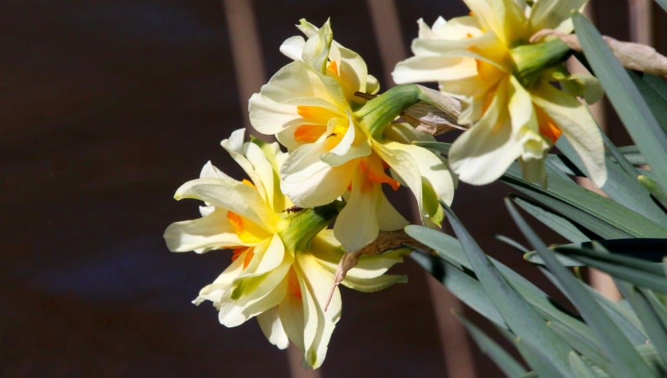 spring