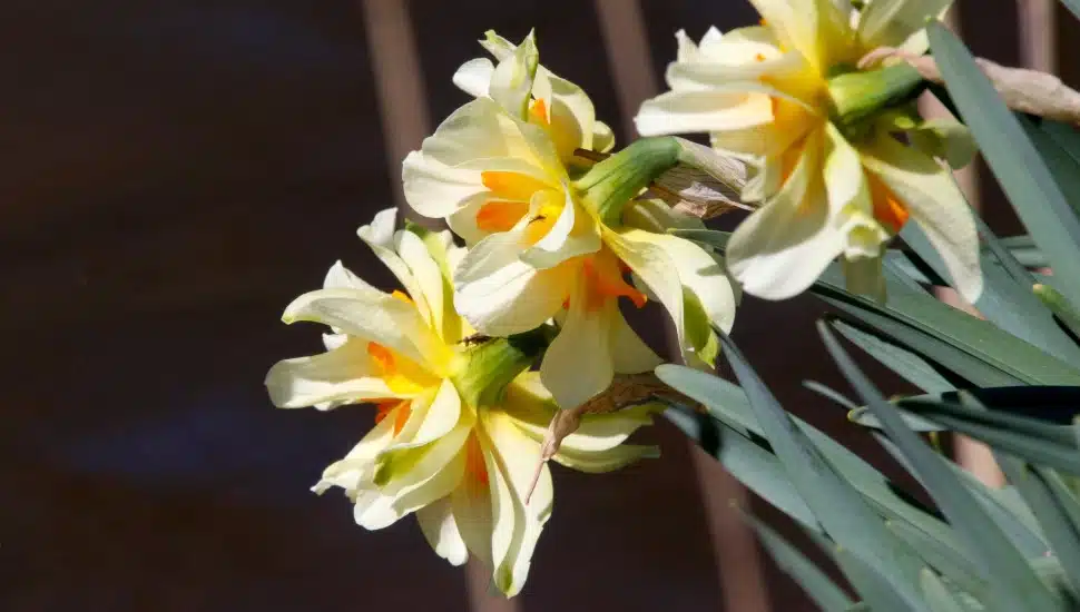 spring