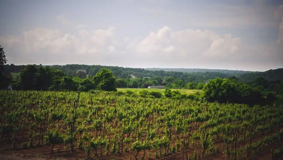 winery