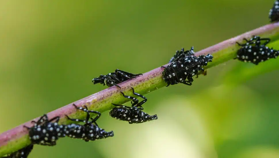 insects