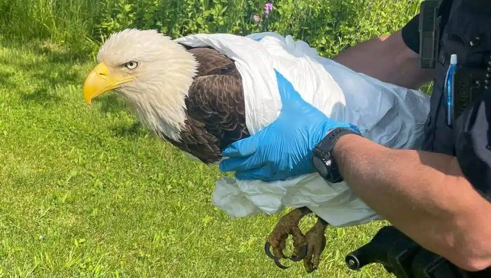 eagle