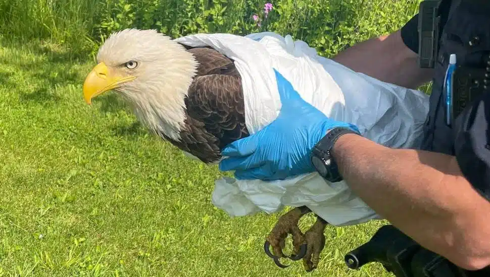 eagle