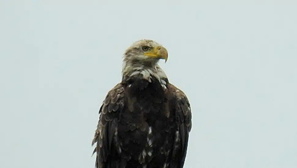 national bird