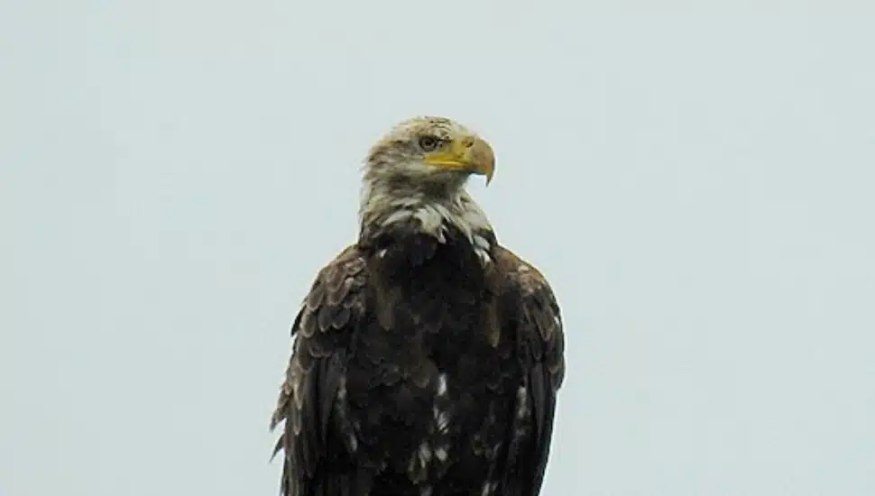national bird