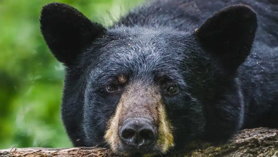 black bears