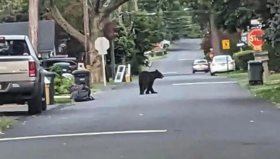 black bear