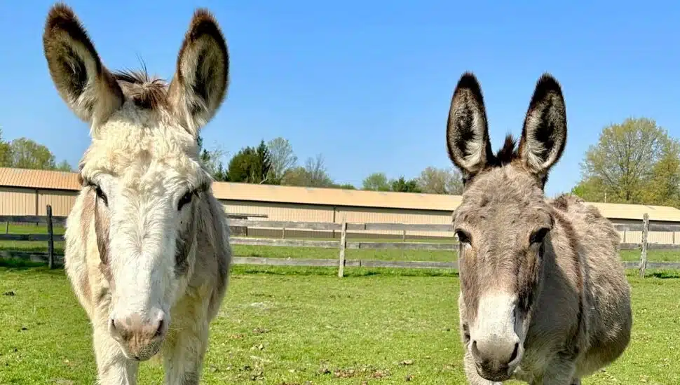 animal sanctuary