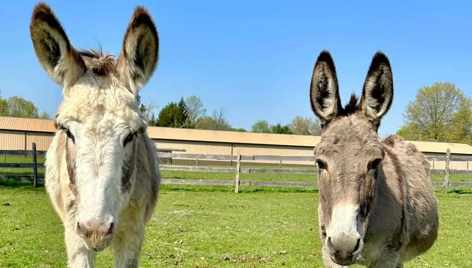 Pipersville Animal Sanctuary Continues to Rescue Donkeys in the Bucks County Area