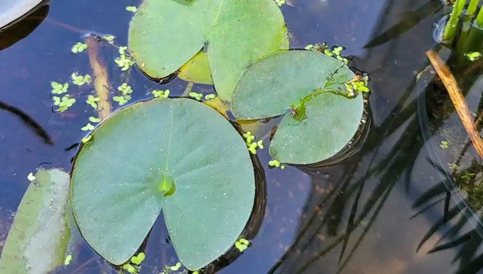Feasterville Garden Center Offers Discounts, Specialty Plants to Celebrate ‘Pond Month’