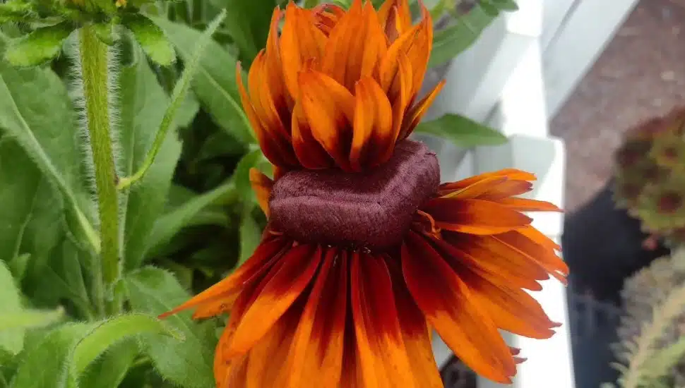 flower