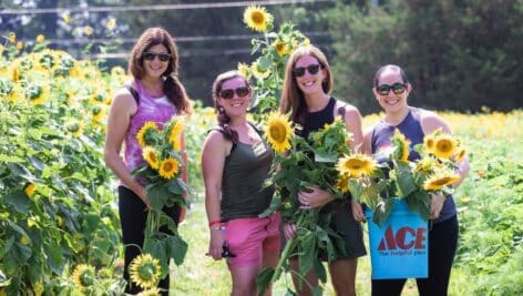 sunflower and people