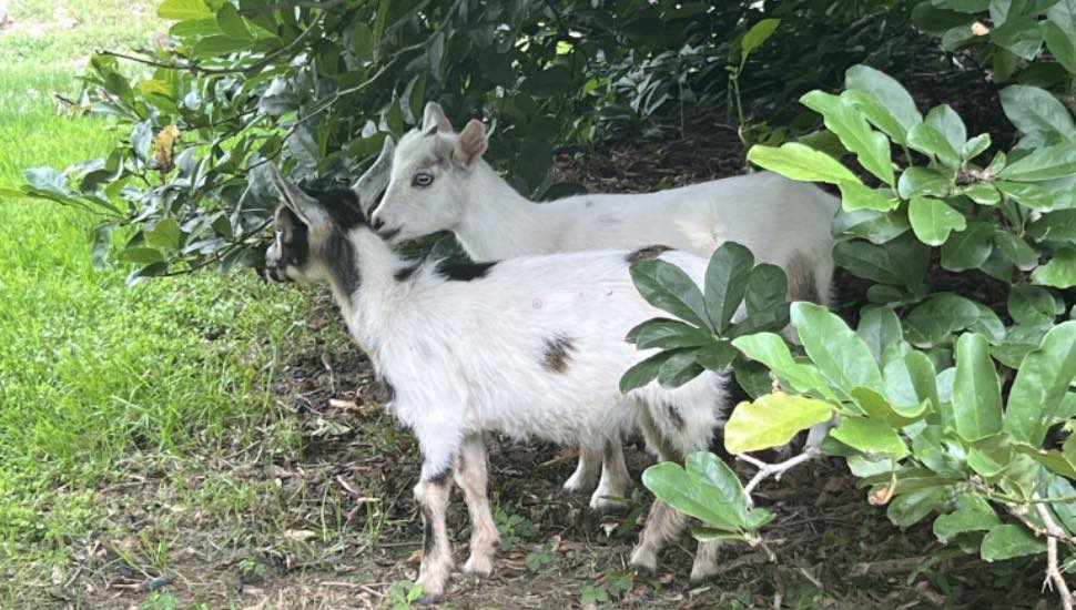 goats