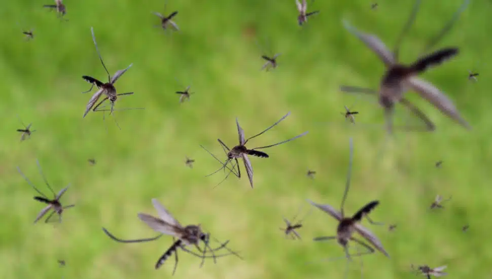 mosquitos