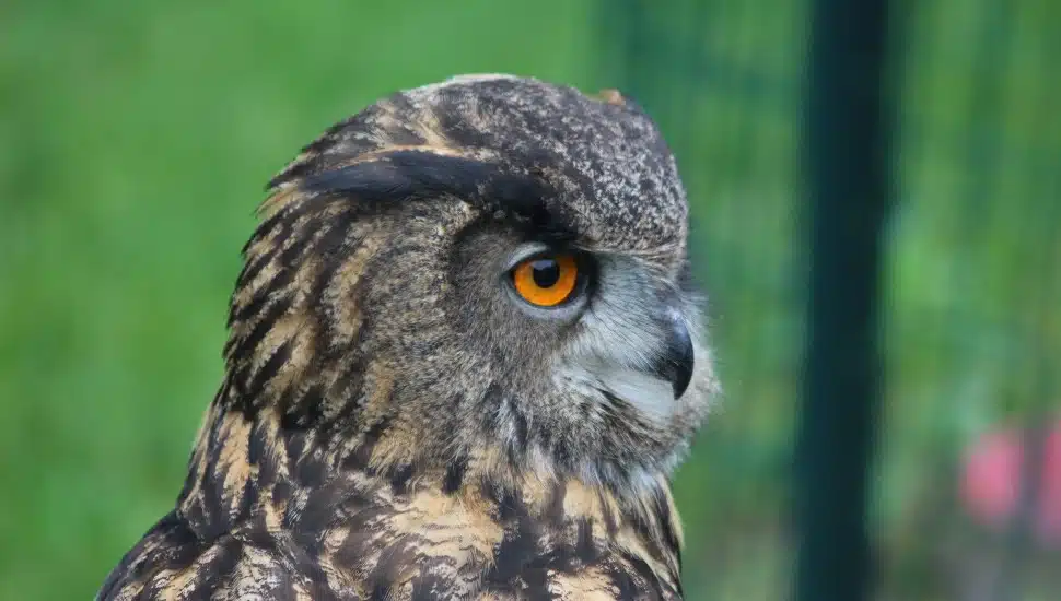 falconry